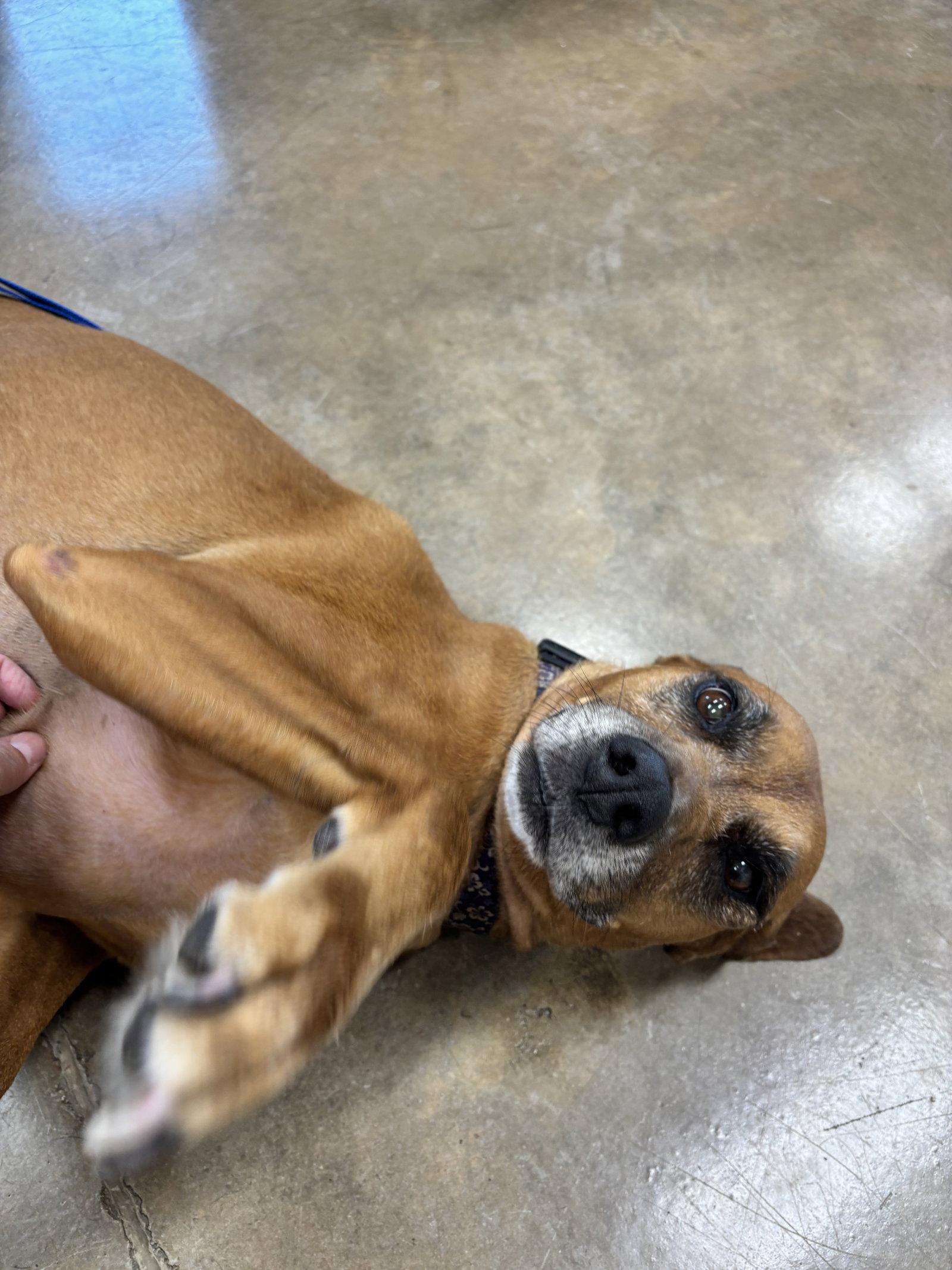 Enlarge Nikka, a Adoptable Redbone Coonhound in Mattoon, IL image 2/2