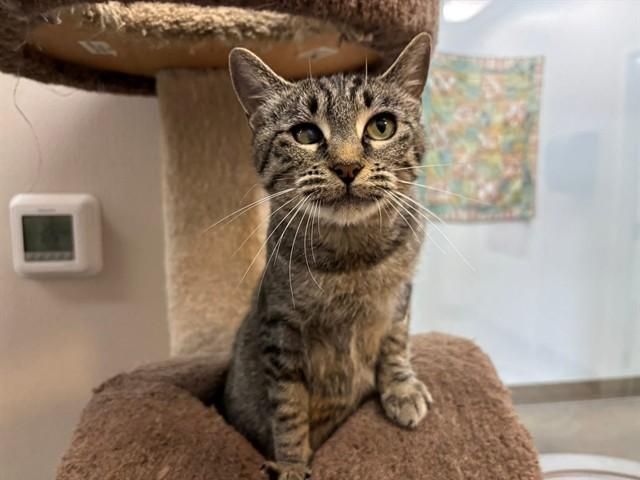 Enlarge VERA, a Adoptable Domestic Short Hair in McKinleyville, CA image 1/1