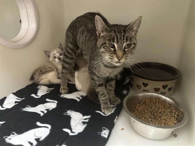 VERA, Adoptable, Young Female Domestic Short Hair.