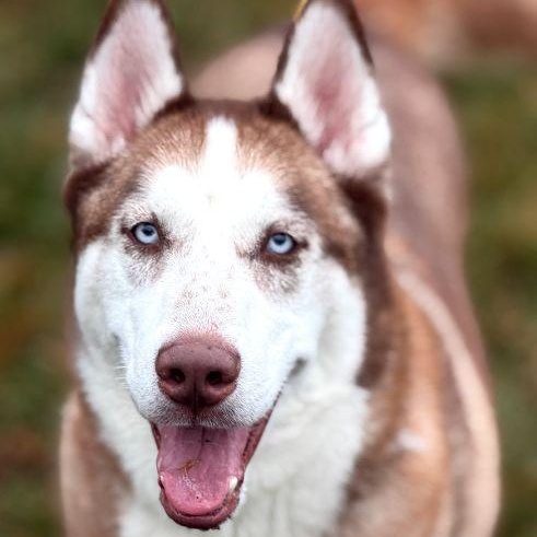 Samson photo