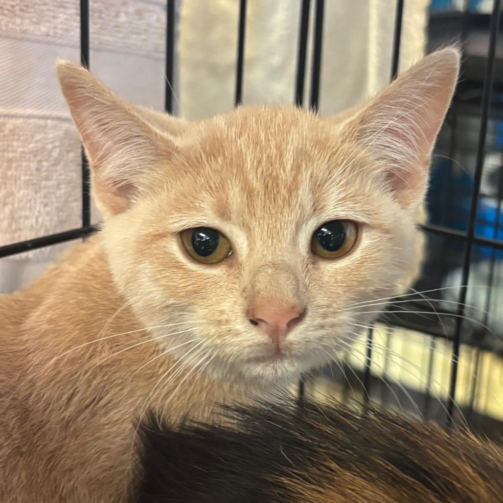 Queen Mary, Adoptable, Kitten Female Domestic Short Hair.