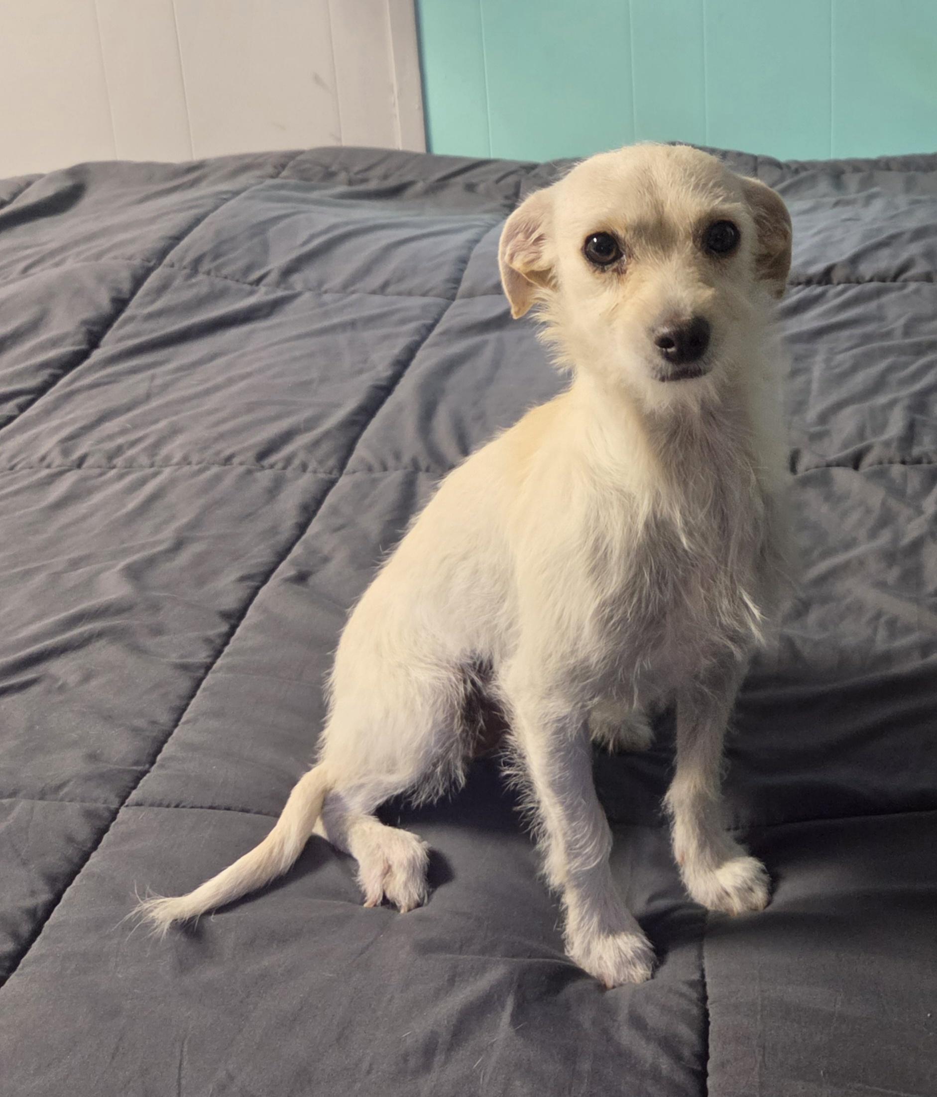 Enlarge Sandy, an adopted mixed breed in Saint David, AZ image 4/5
