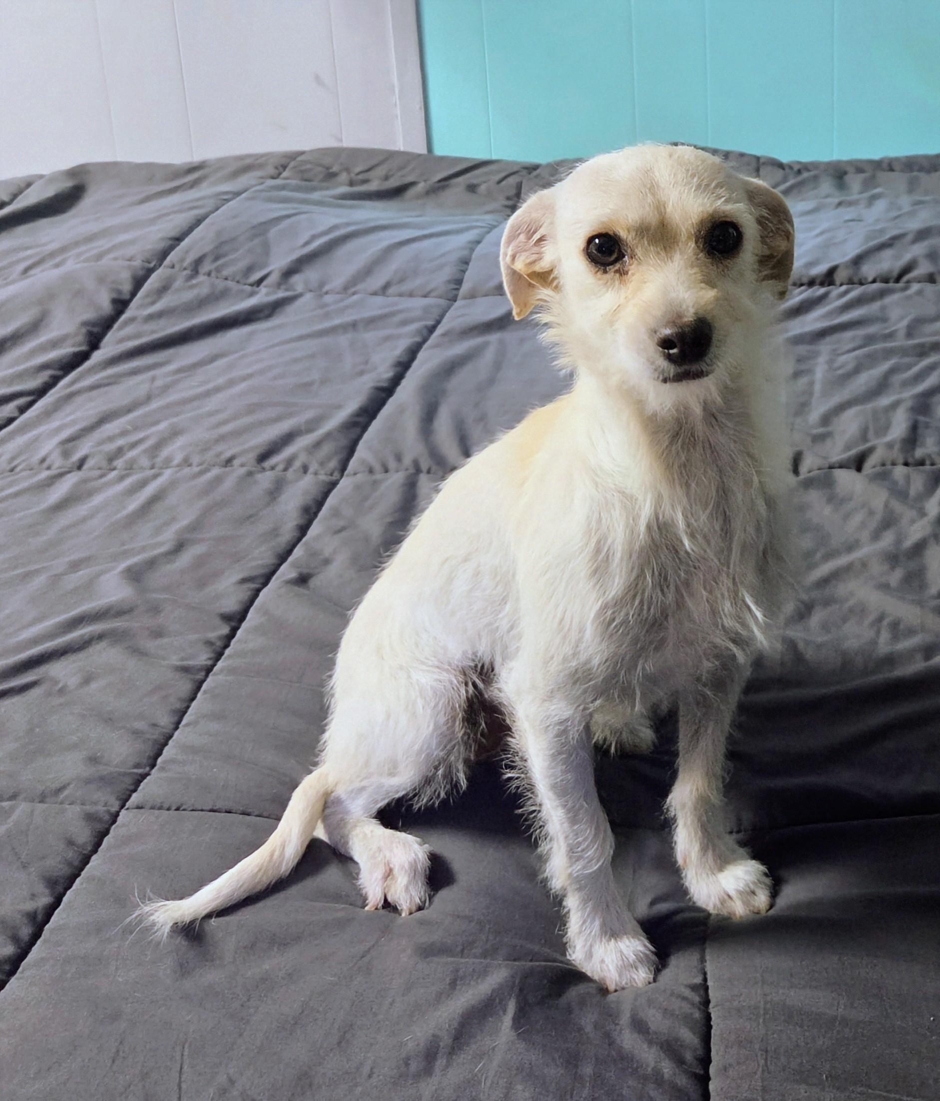 Enlarge Sandy, an adopted mixed breed in Saint David, AZ image 5/5
