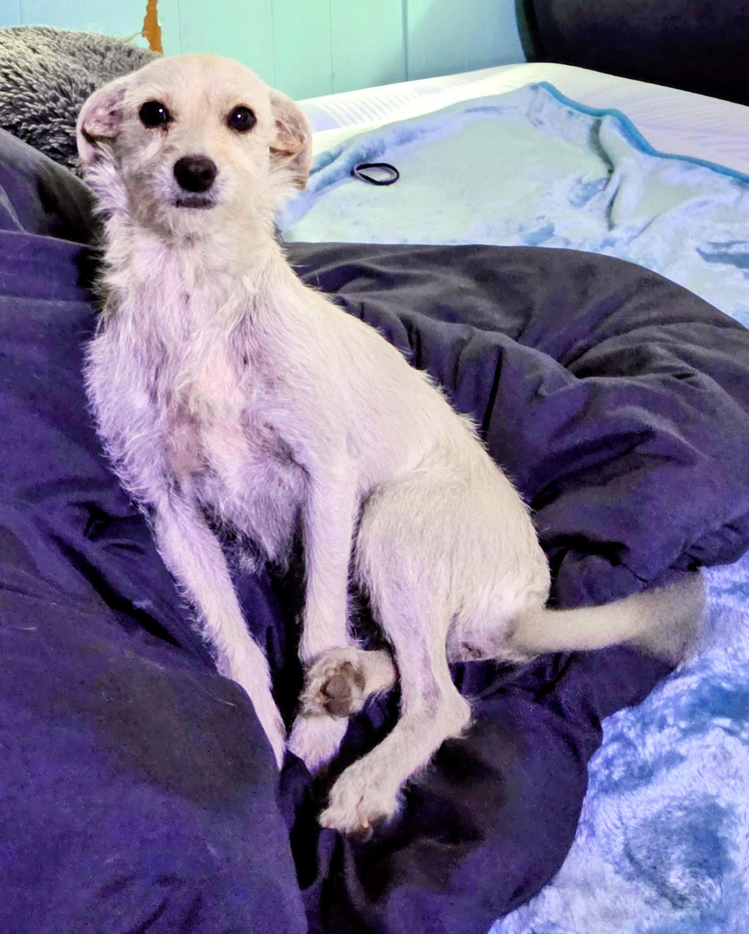 Enlarge Sandy, an adopted mixed breed in Saint David, AZ image 3/5