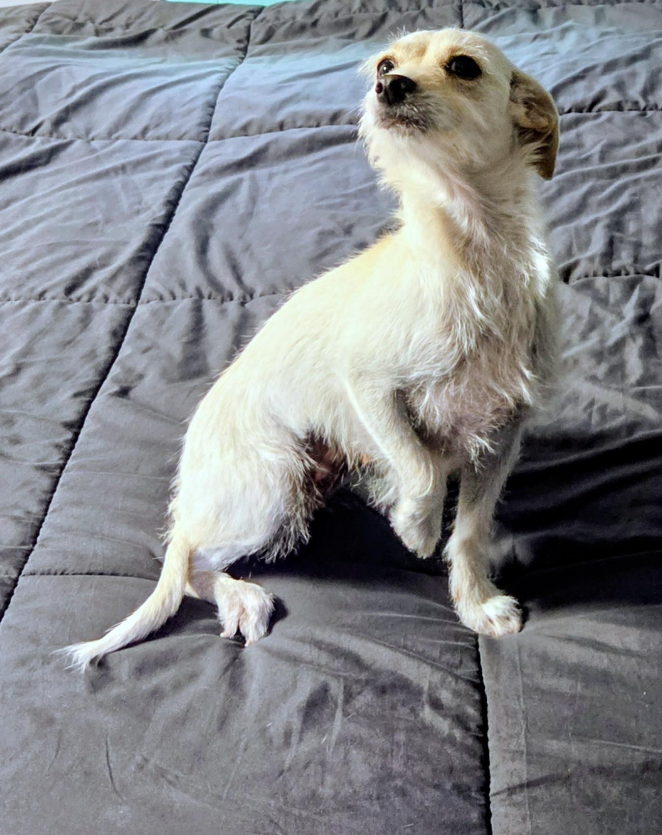 Enlarge Sandy, an adopted mixed breed in Saint David, AZ image 2/5