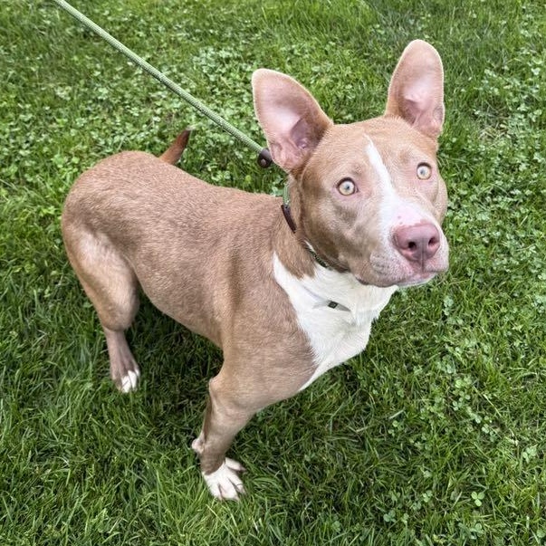 Enlarge Queenie, a Adoptable mixed breed in Brookhaven, NY image 2/5