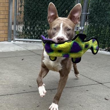 Enlarge Queenie, a Adoptable mixed breed in Brookhaven, NY image 3/5