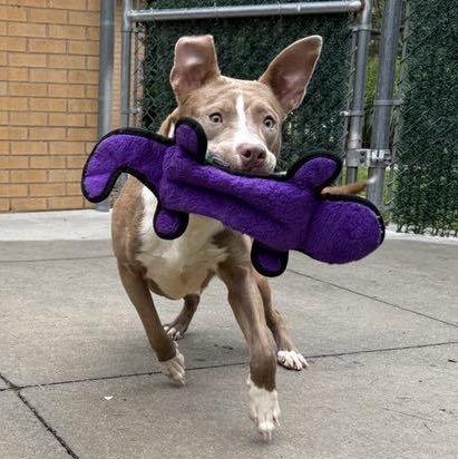 Enlarge Queenie, a Adoptable mixed breed in Brookhaven, NY image 5/5