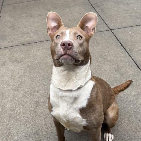 Enlarge Queenie, a Adoptable mixed breed in Brookhaven, NY image 4/5