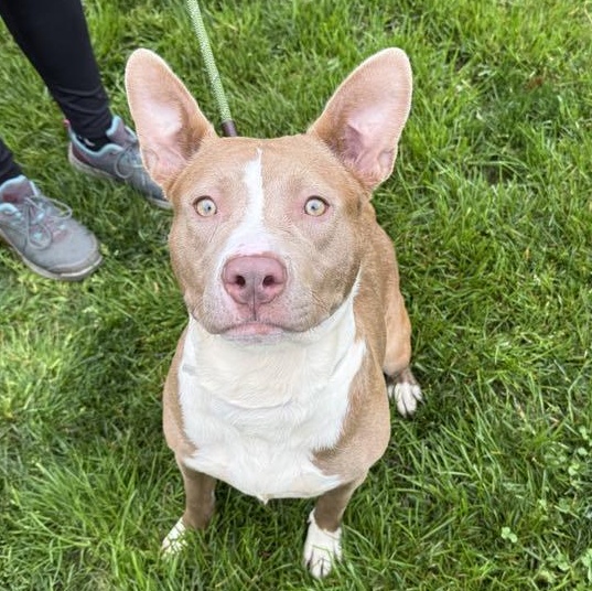 Enlarge Queenie, a Adoptable mixed breed in Brookhaven, NY image 1/5