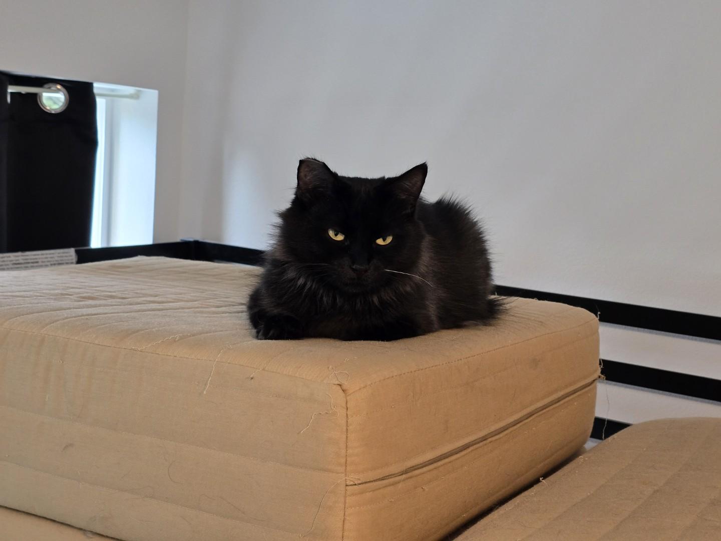 Paris, a Adoptable Domestic Medium Hair in Rochester, WA image 2/6