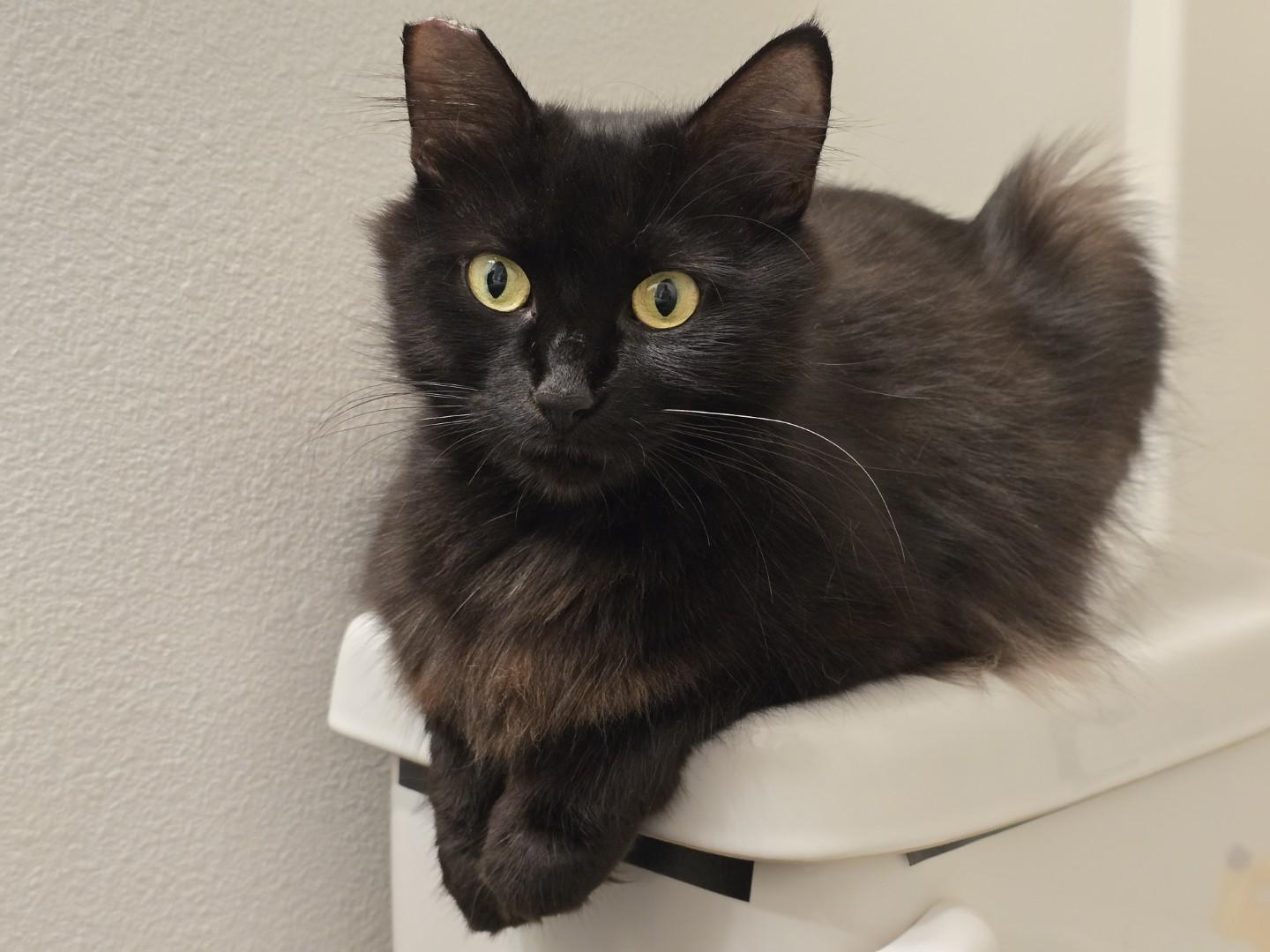 Paris, a Adoptable Domestic Medium Hair in Rochester, WA image 3/6