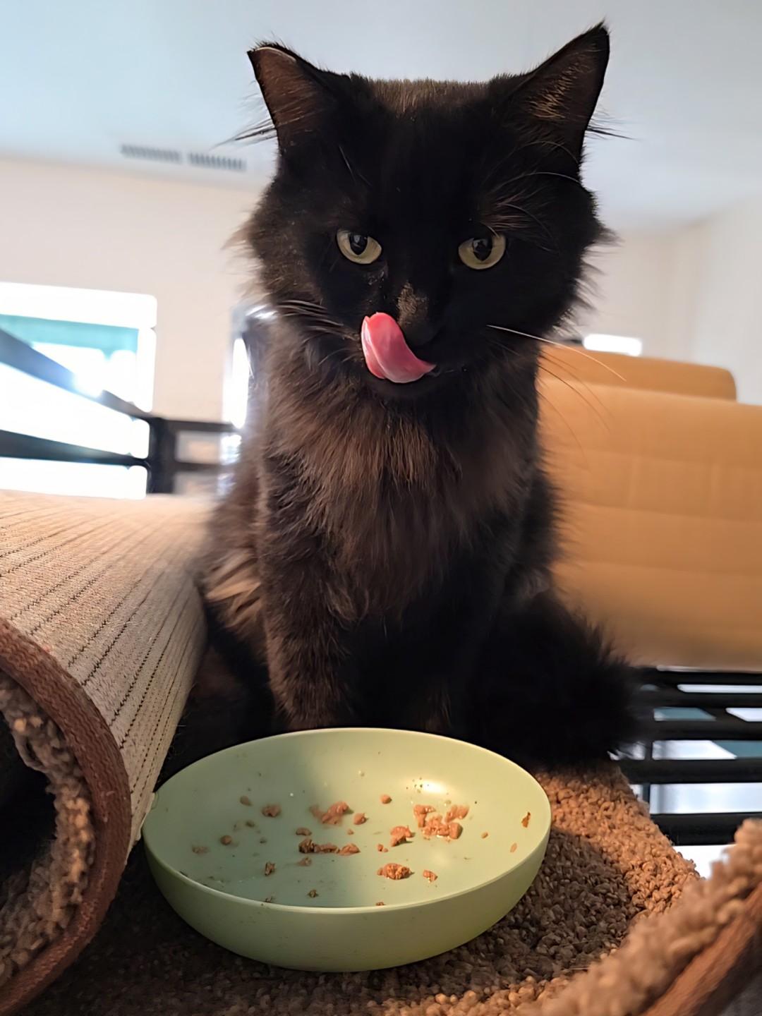 Paris, a Adoptable Domestic Medium Hair in Rochester, WA image 4/6