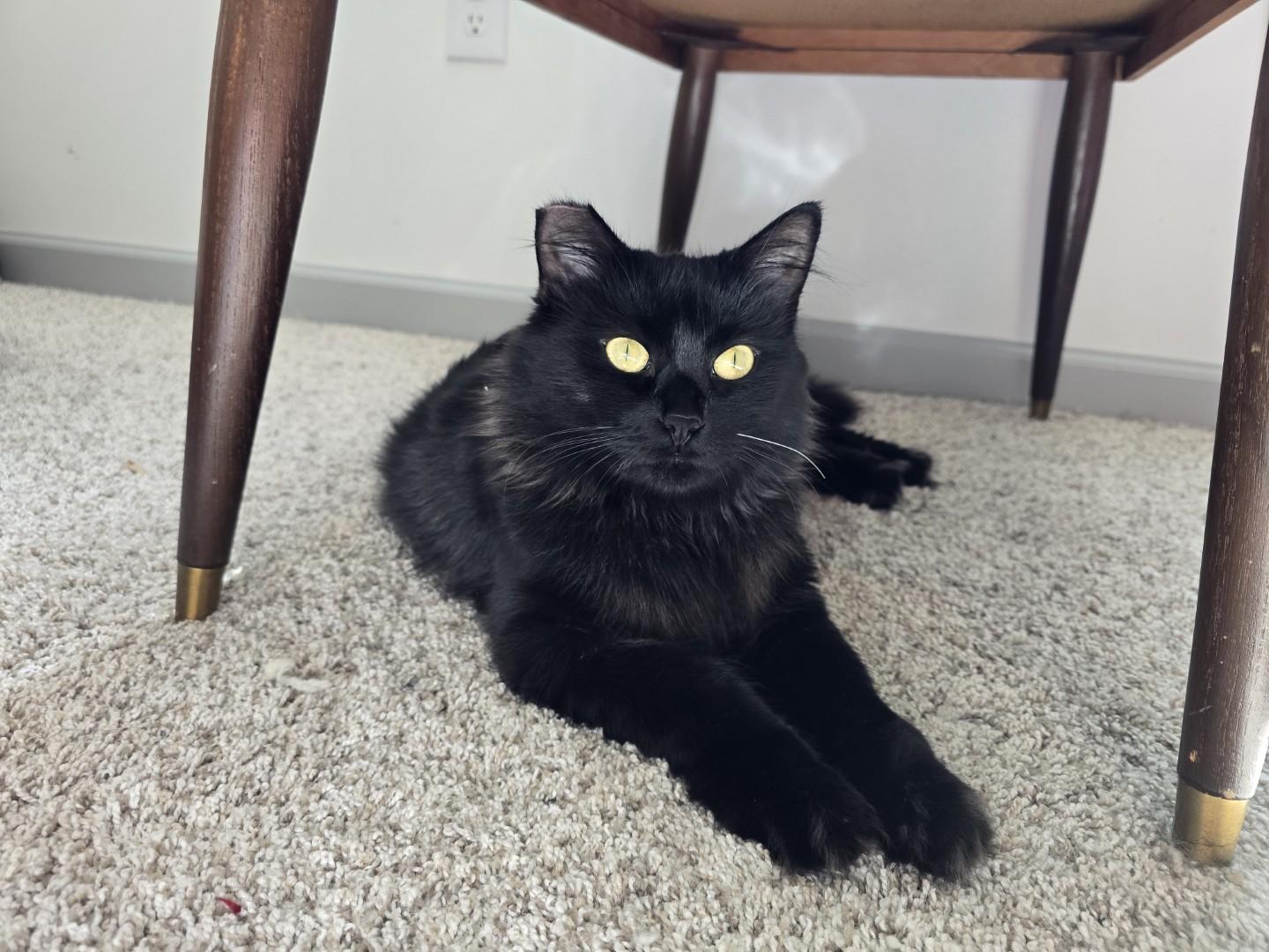 Paris, a Adoptable Domestic Medium Hair in Rochester, WA image 5/6