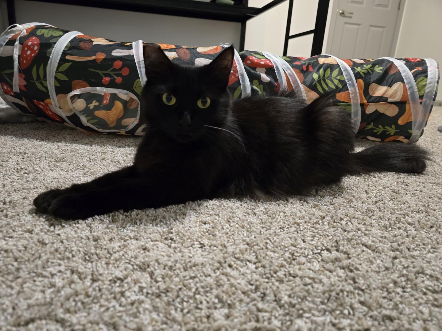 Paris, a Adoptable Domestic Medium Hair in Rochester, WA image 6/6