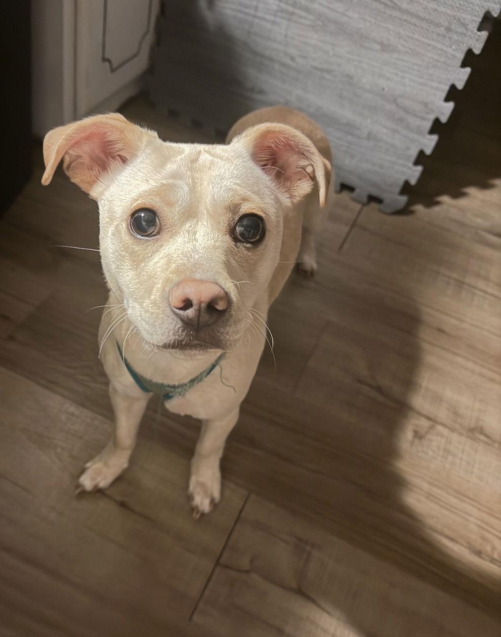 Enlarge Oakley, a Adoptable mixed breed in York, SC image 1/3