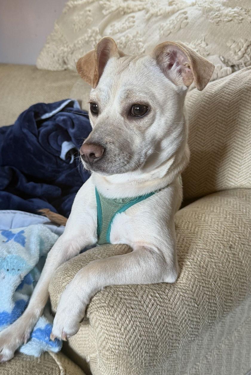 Enlarge Oakley, a Adoptable mixed breed in York, SC image 2/3