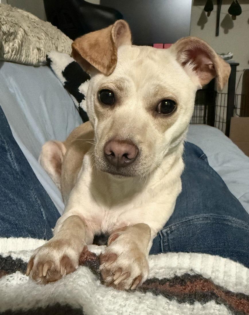 Enlarge Oakley, a Adoptable mixed breed in York, SC image 3/3