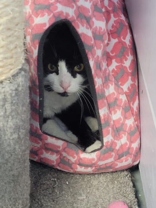 Harlow, a Adoptable Tuxedo in Freeport, NY image 5/6