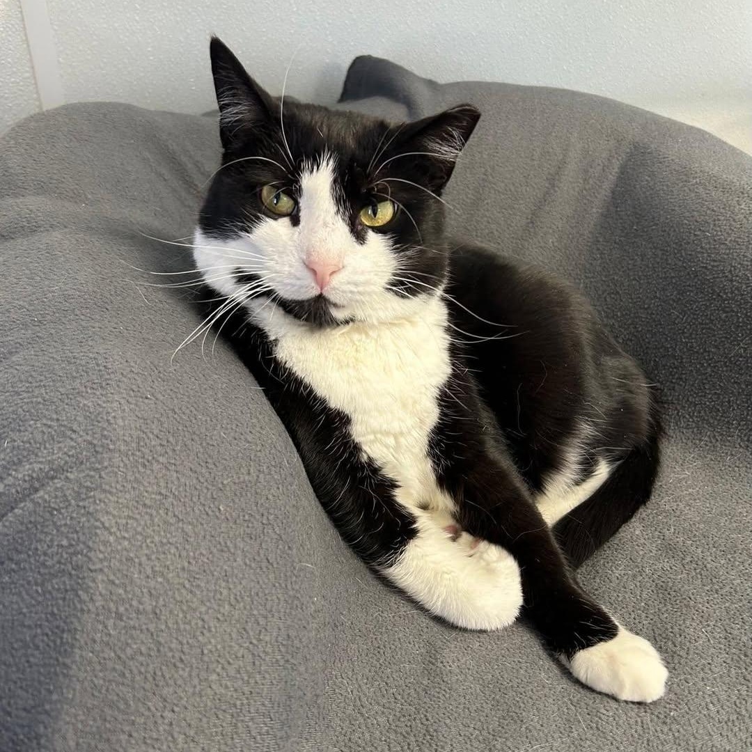 Harlow, a Adoptable Tuxedo in Freeport, NY image 2/6