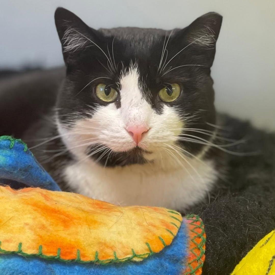 Harlow, Adoptable, Adult Female Tuxedo.