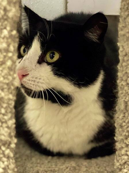 Harlow, a Adoptable Tuxedo in Freeport, NY image 6/6