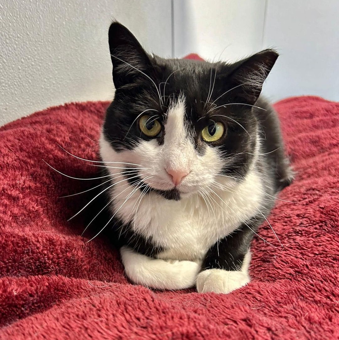 Harlow, a Adoptable Tuxedo in Freeport, NY image 3/6