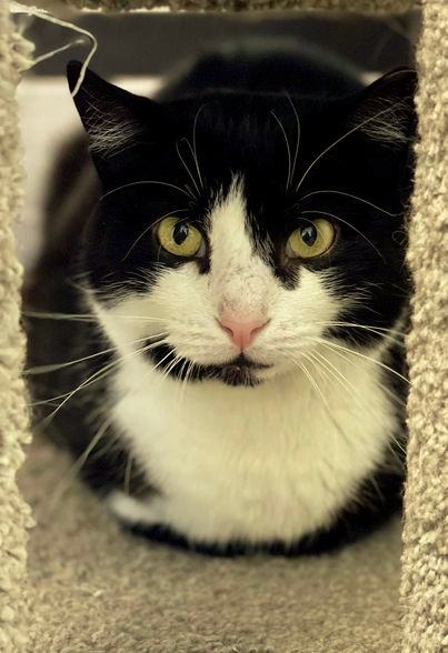 Harlow, a Adoptable Tuxedo in Freeport, NY image 4/6
