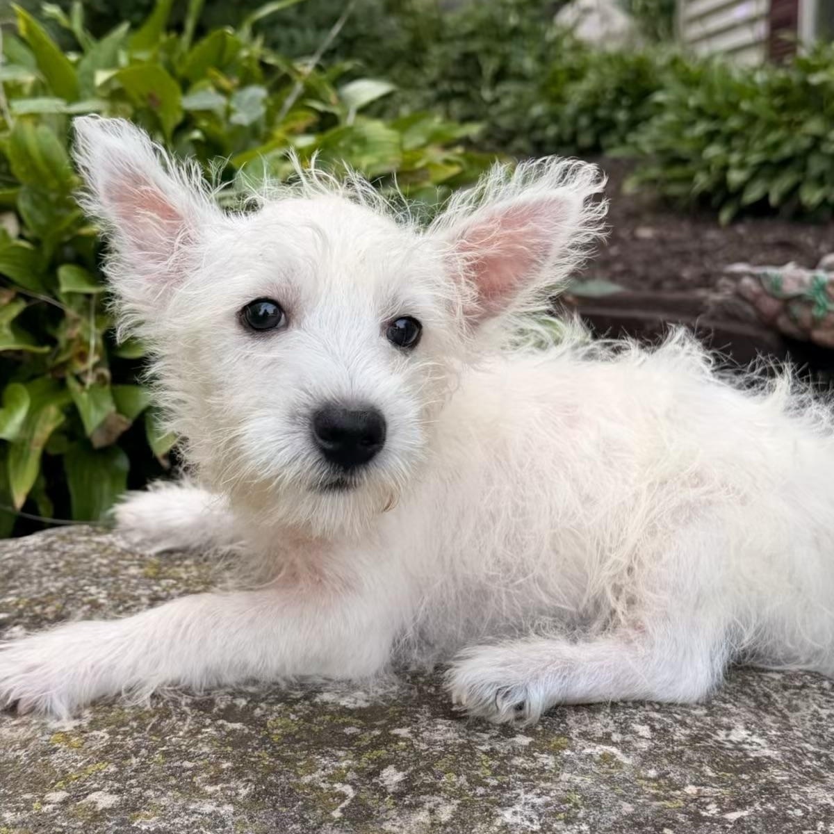 Aurora, adopted, Puppy Female West Highland White Terrier / Westie.
