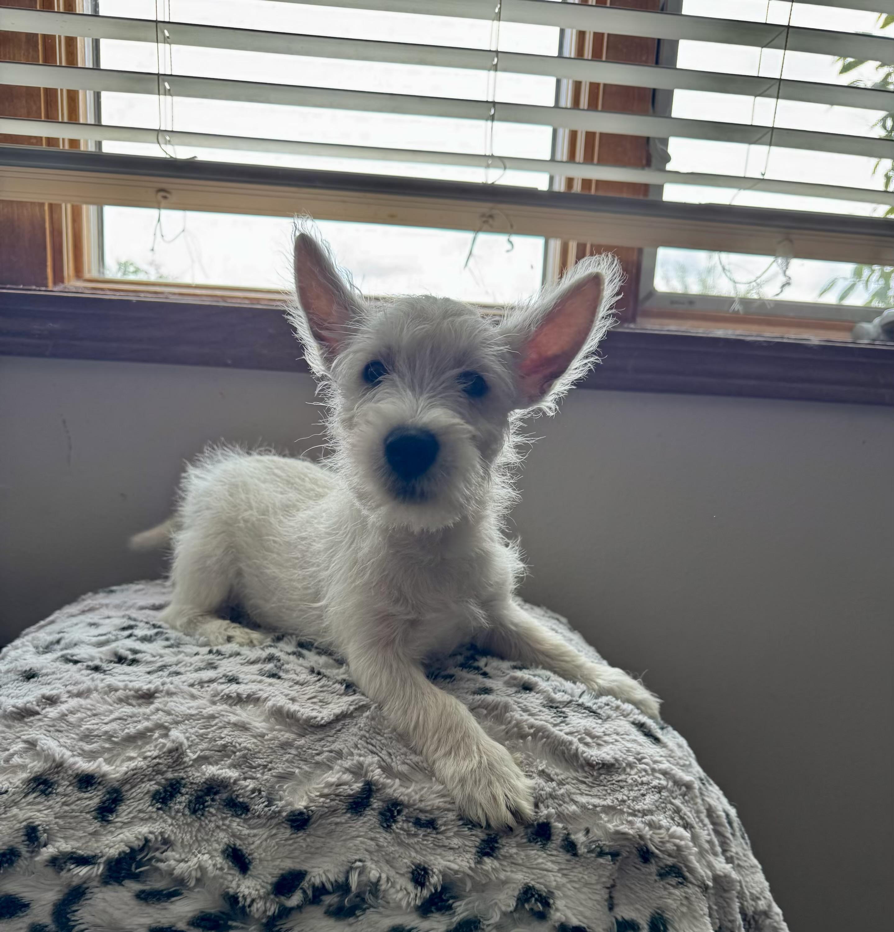 Enlarge Aurora, an adopted West Highland White Terrier / Westie in North Freedom, WI image 2/2
