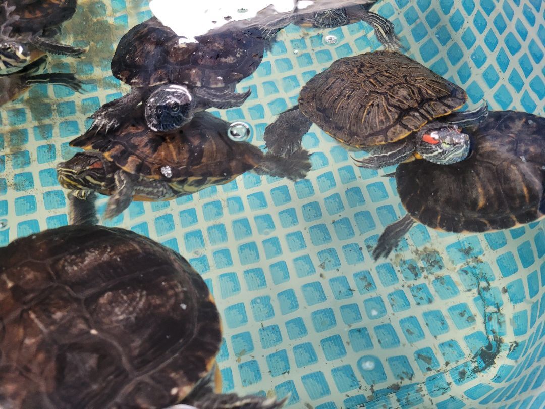 Aquatic Turtles, a Adoptable Turtle in Sheboygan Falls, WI image 1/18