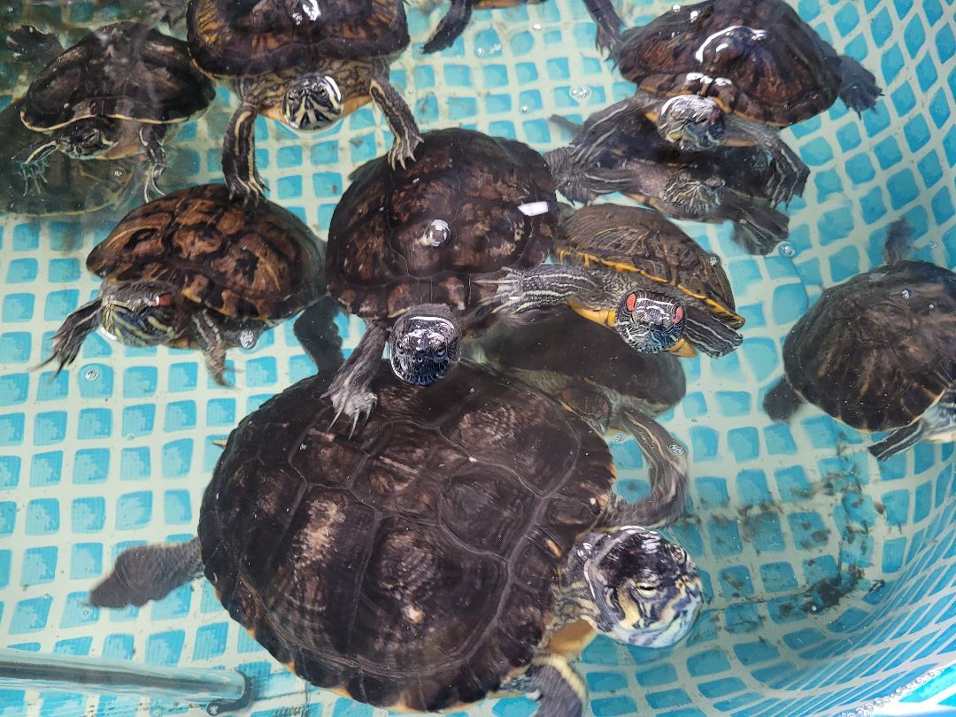 Aquatic Turtles, a Adoptable Turtle in Sheboygan Falls, WI image 2/18