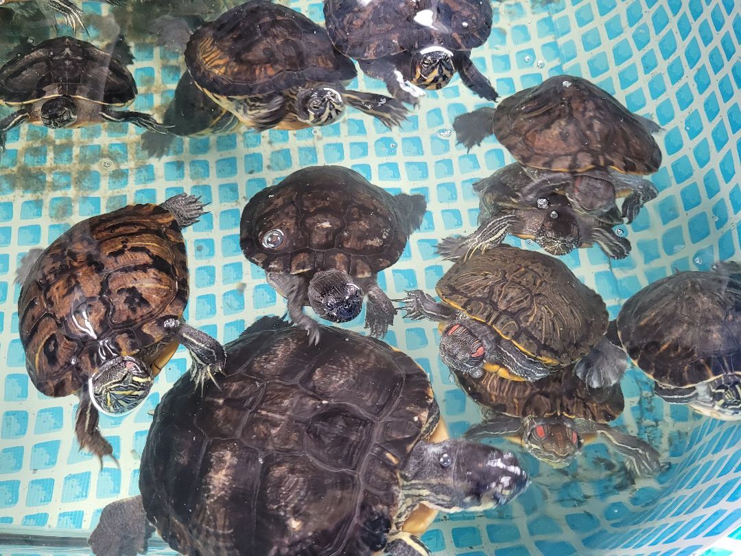 Aquatic Turtles, Adult Unknown unknown