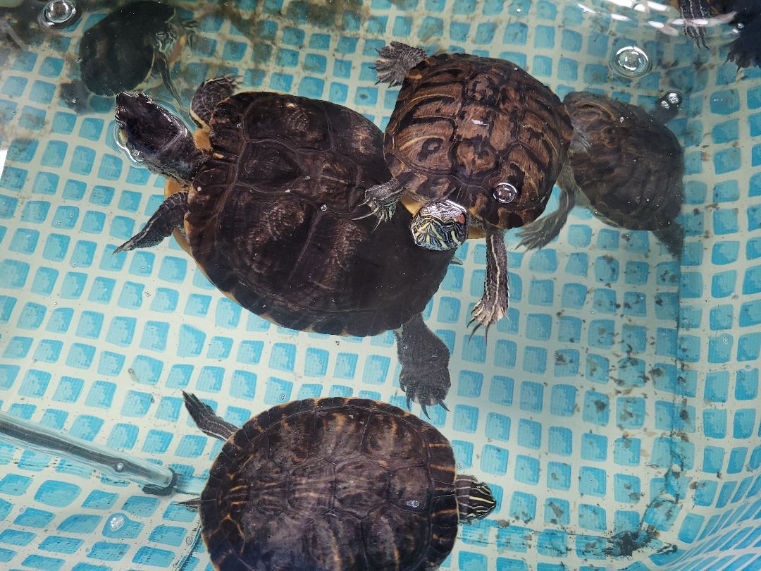 Aquatic Turtles, a Adoptable Turtle in Sheboygan Falls, WI image 4/18