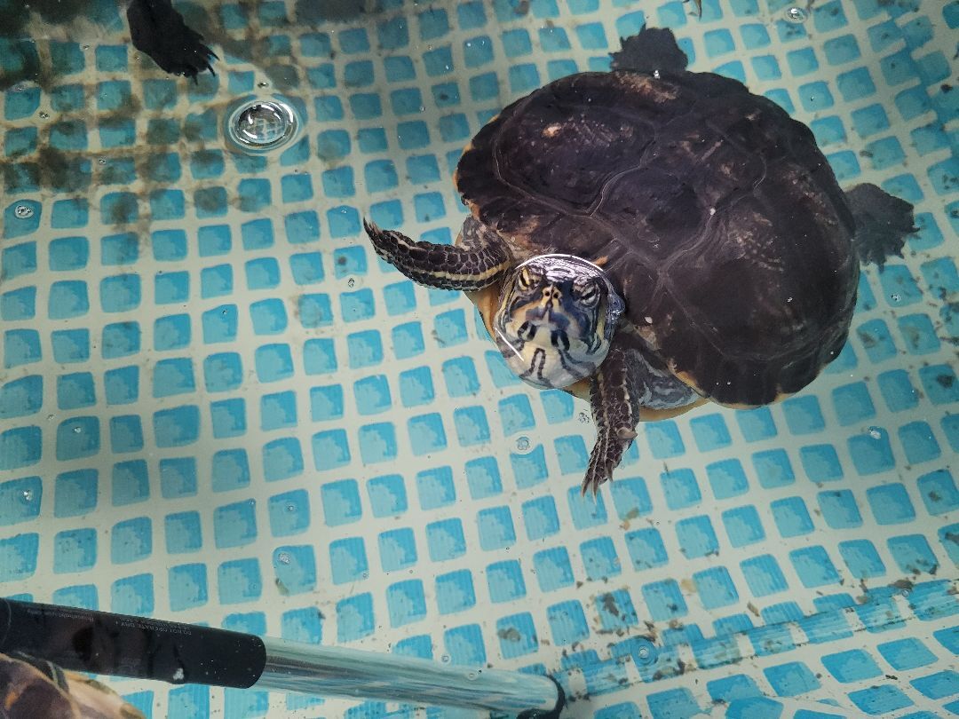 Aquatic Turtles, a Adoptable Turtle in Sheboygan Falls, WI image 5/18