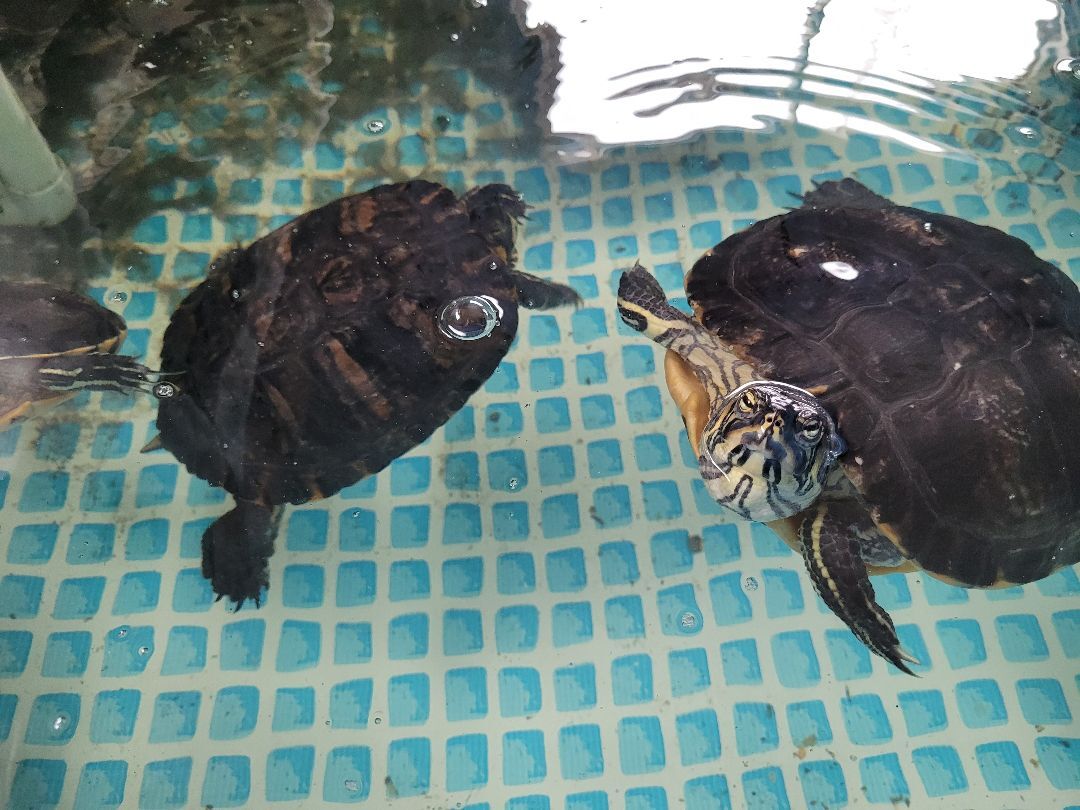 Aquatic Turtles, a Adoptable Turtle in Sheboygan Falls, WI image 6/18