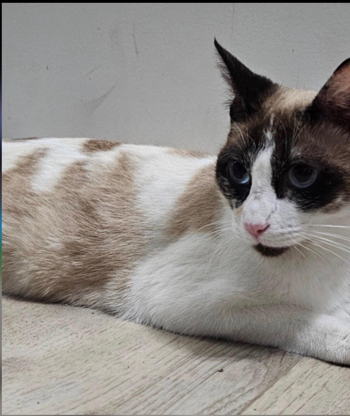 Shae, Adoptable, Adult Female Snowshoe.