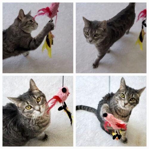 Enlarge Nina Simone, a Adoptable Domestic Short Hair in Fishers, IN image 1/1