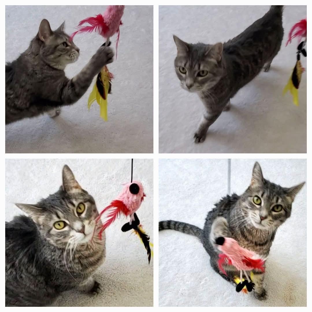 Nina Simone, Adoptable, Adult Female Domestic Short Hair.