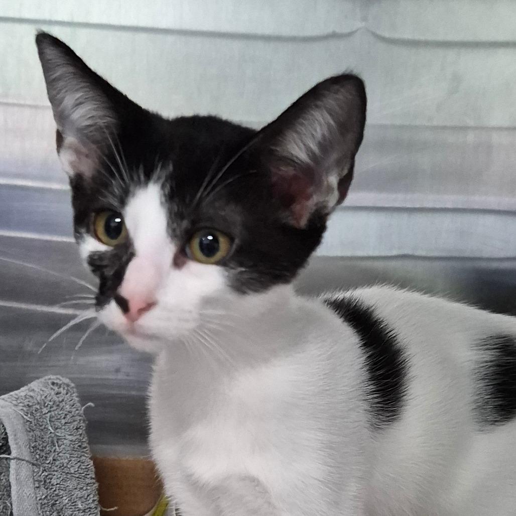 Clover, Adoptable, Kitten Female Domestic Short Hair.