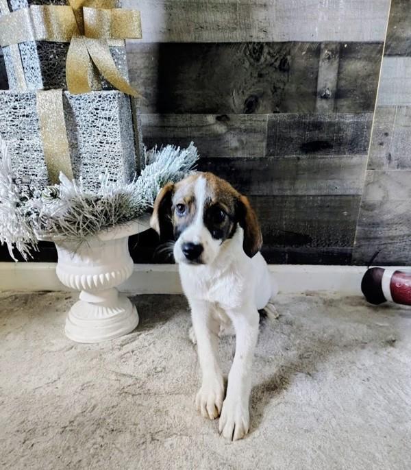 Poptart, Adoptable, Puppy Male Australian Shepherd.