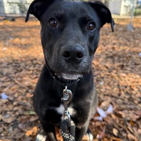 Billy (In Foster Care), ADOPTABLE, Puppy Male Mixed Breed.