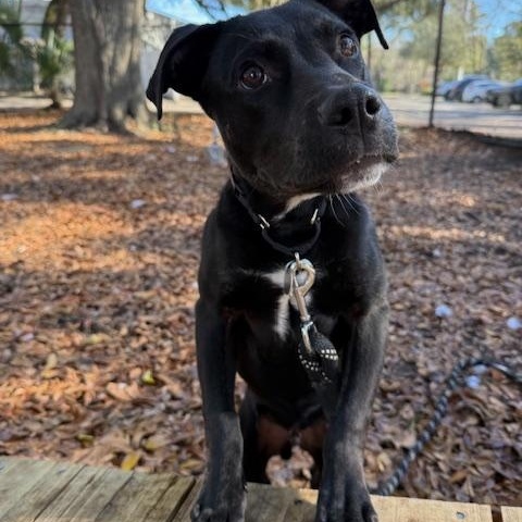 Billy (In Foster Care), a ADOPTABLE Mixed Breed in Charleston, SC image 2/2