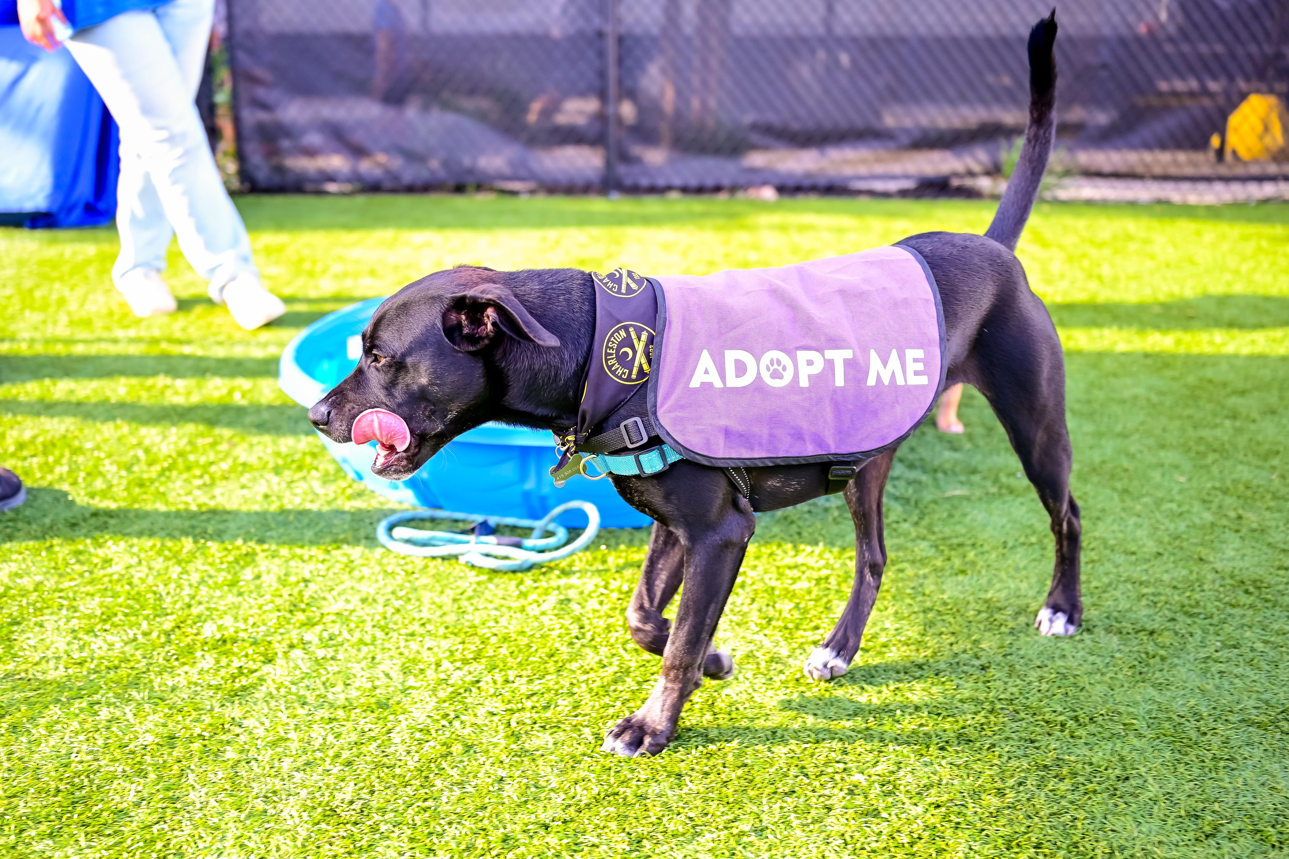 Enlarge Billy, a ADOPTABLE Mixed Breed in Charleston, SC image 3/3