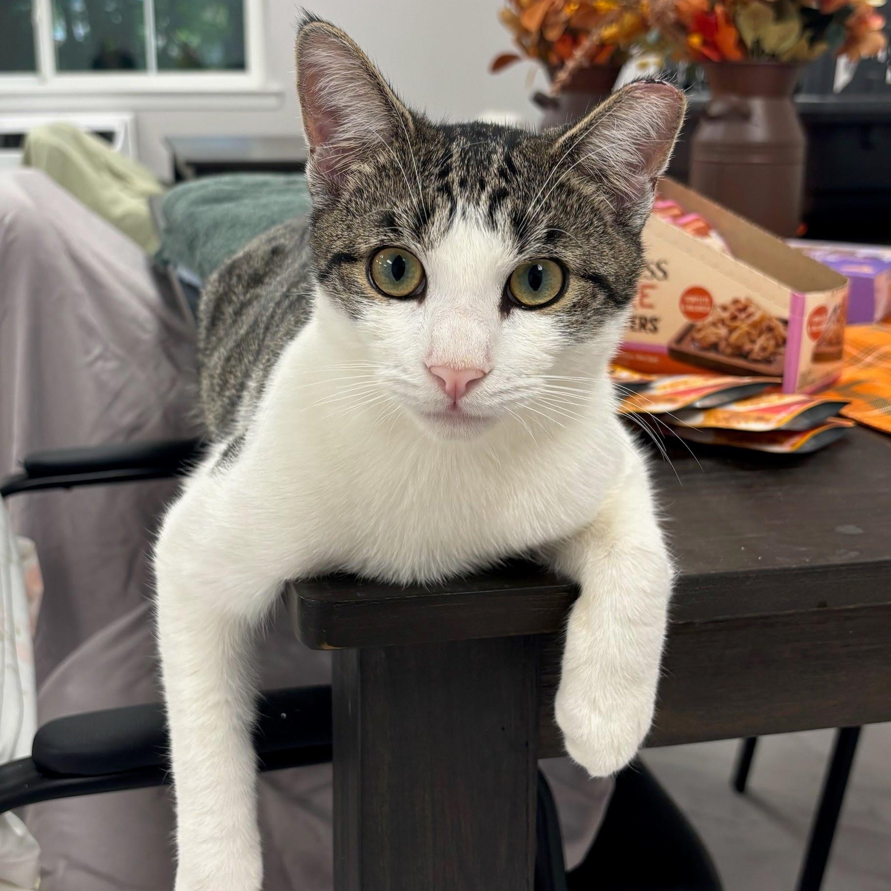 Sunny, Adoptable, Young Male Domestic Short Hair.