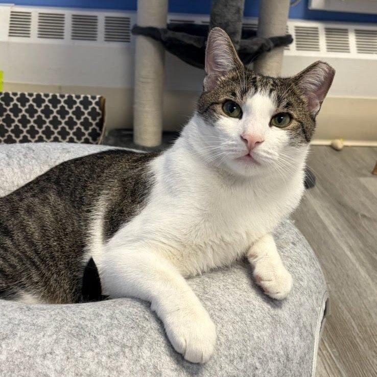 Sunny, a Adoptable Domestic Short Hair in West Orange, NJ image 6/6