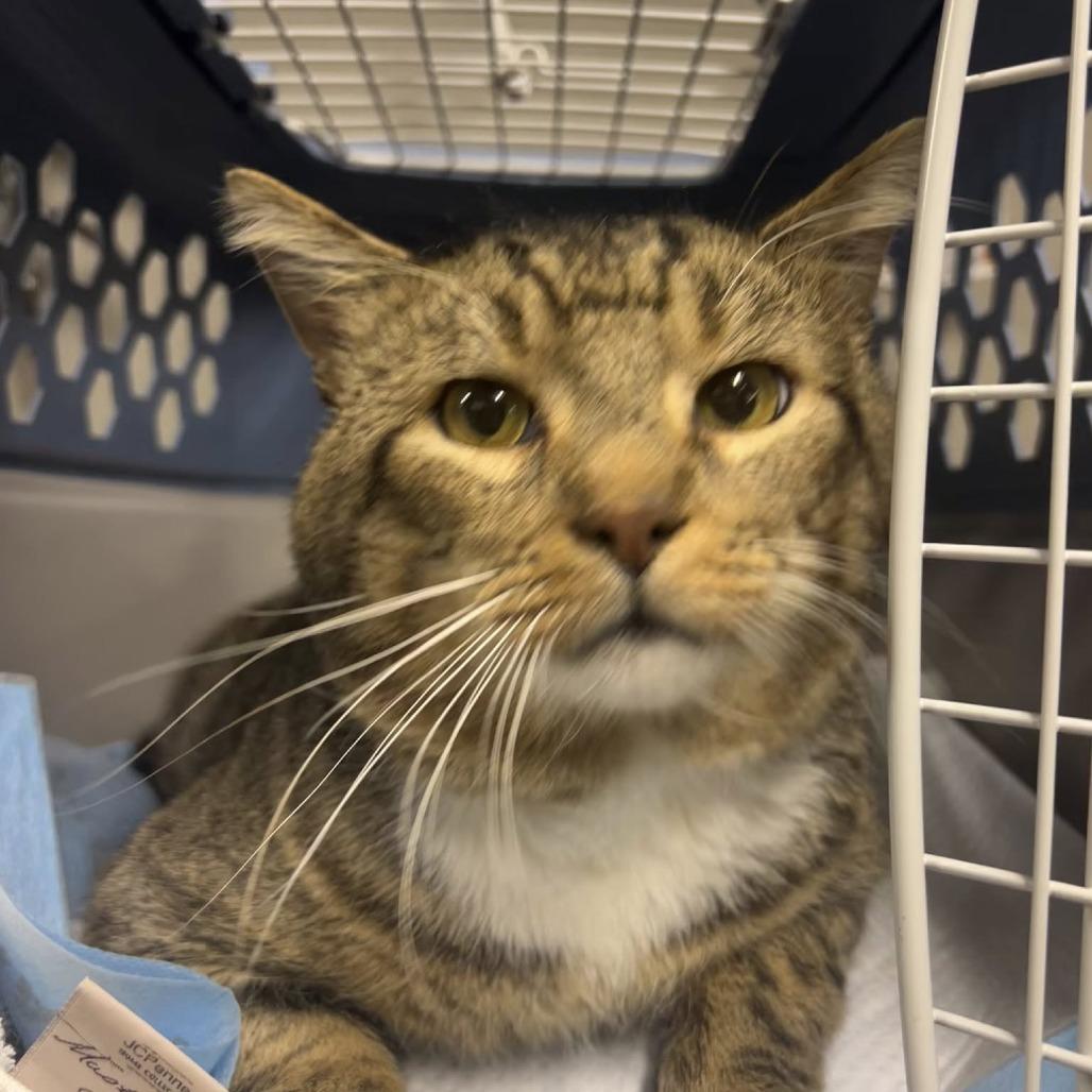 Tippy Toes, Adoptable, Adult Male Domestic Short Hair.