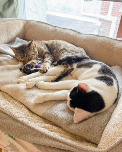 Cameron, Adoptable, Adult Male Domestic Short Hair & Domestic Short Hair.