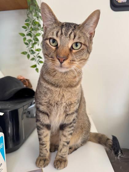 Cameron, Adoptable, Adult Male Domestic Short Hair & Domestic Short Hair.