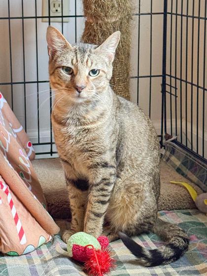 Cameron, Adoptable, Adult Male Domestic Short Hair & Domestic Short Hair.